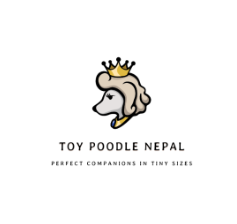 Toy Poodle Nepal