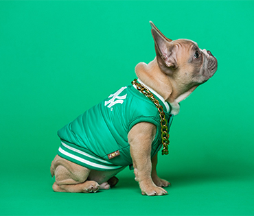 Toy Poodle Puppy Care Tips: From Birth to One Year