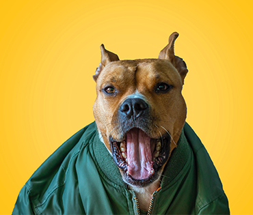 Why Toy Poodles Are the Perfect Family Dogs