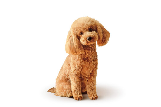 Toy Poodle Male - 3 yrs old