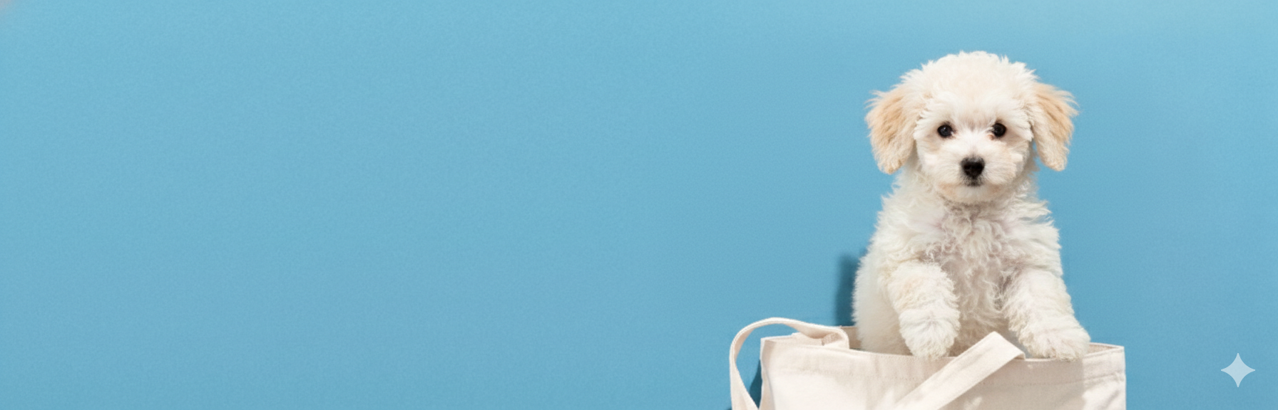 Welcome to Toy Poodle Nepal