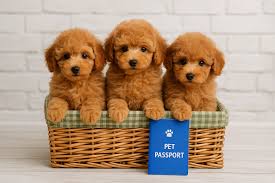 Toy Poodle Type